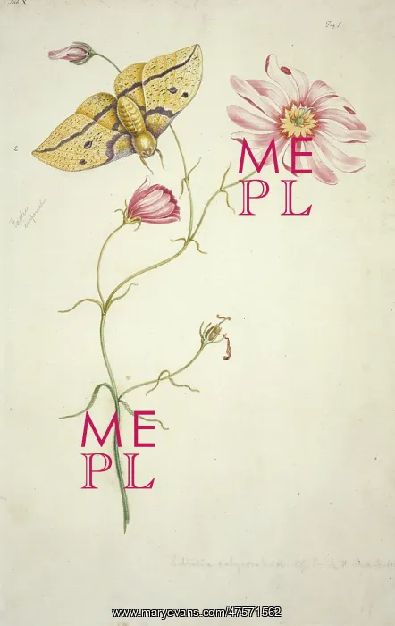 : Sabatia bartramii, savannah pink & Eacles imperialis, imperi : Sabatia bartramii, savannah pink & Eacles imperialis, imperi