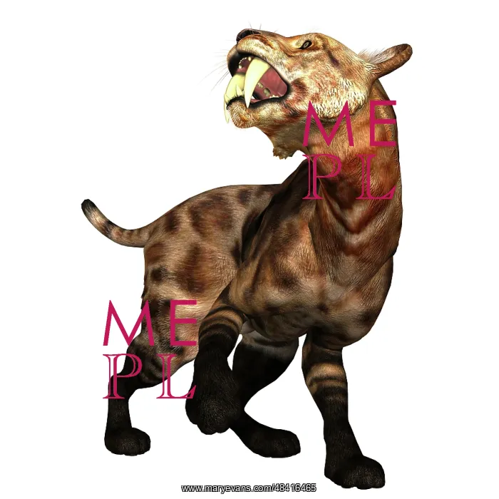 : A saber-toothed cat on white background : A saber-toothed cat on white background