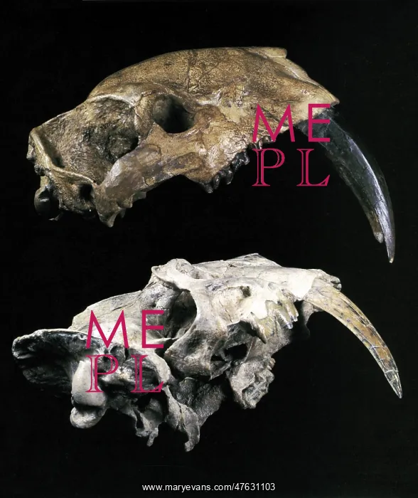 : Saber-toothed Cats : Saber-toothed Cats