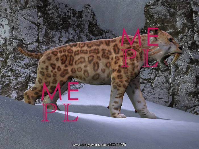 : A saber-toothed tiger makes his way through the snow : A saber-toothed tiger makes his way through the snow