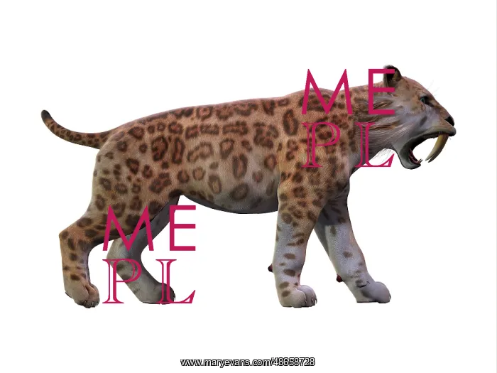 : Saber-toothed tiger on white background : Saber-toothed tiger on white background