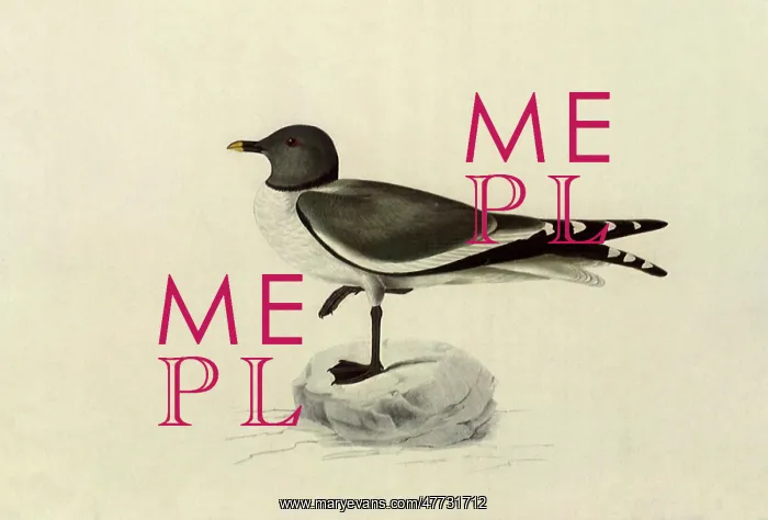  : Sabine's Gull