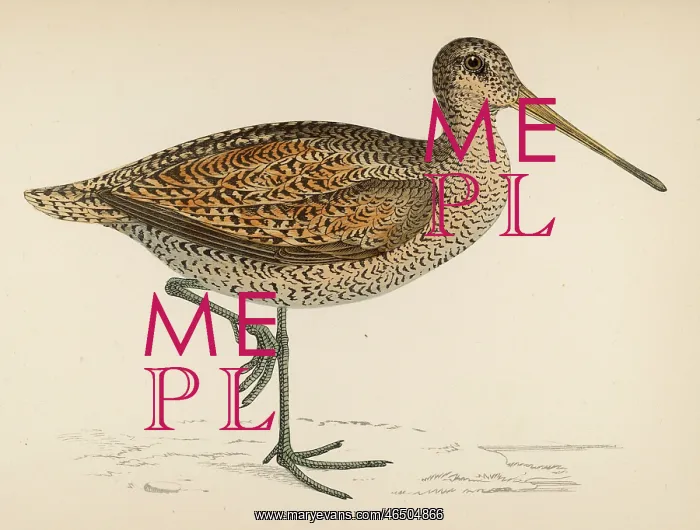 : Sabine's Snipe : Sabine's Snipe