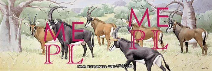  : Sable Antelope
