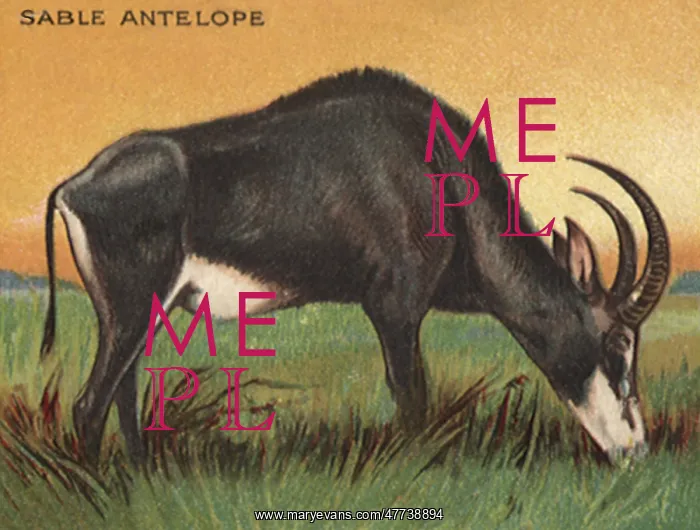  : Sable Antelope