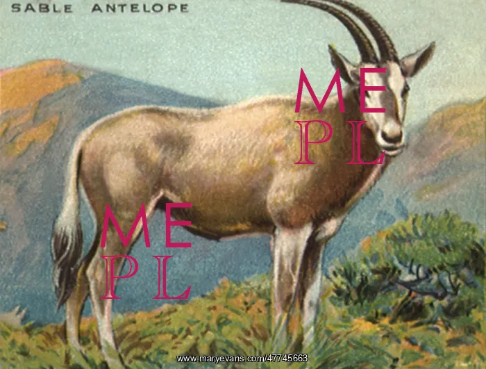  : Sable Antelope