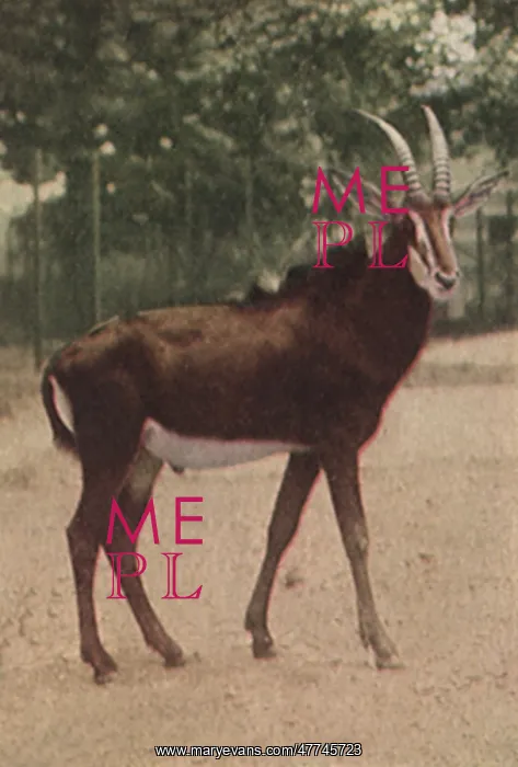  : Sable Antelope