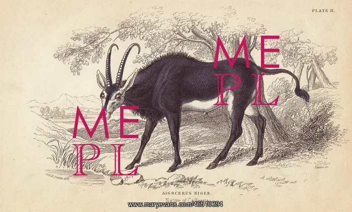 : Sable antelope, Hoppotragus niger : Sable antelope, Hoppotragus niger