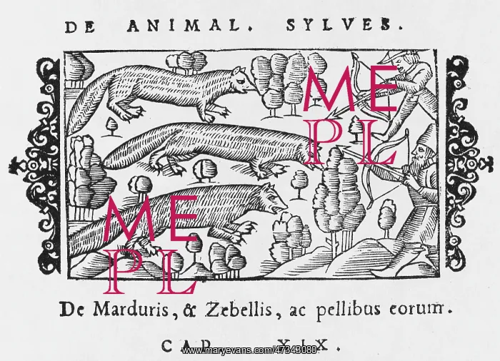 : SABLE & MARTEN 1555