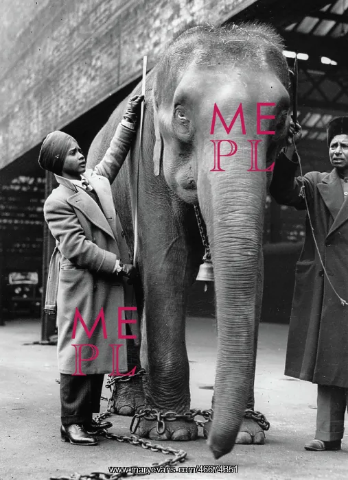 : Sabu the 13 year old mahout boy and : Sabu the 13 year old mahout boy and