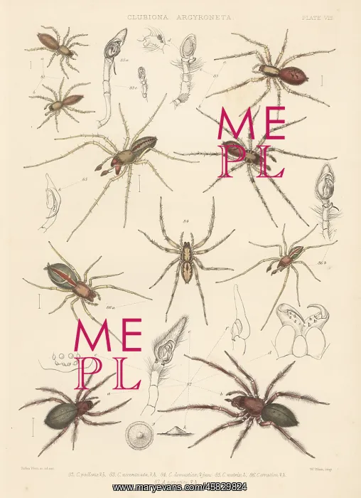 : Sac spider, two-clawed hunting spider, diving : Sac spider, two-clawed hunting spider, diving