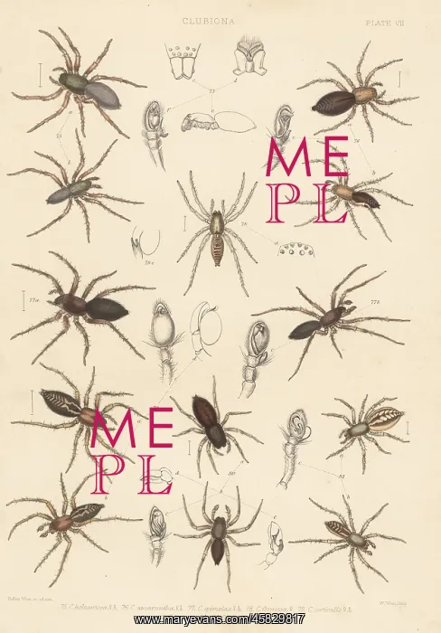 : Sac spiders : Sac spiders