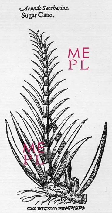  : SACCHARUM OFFICINARUM
