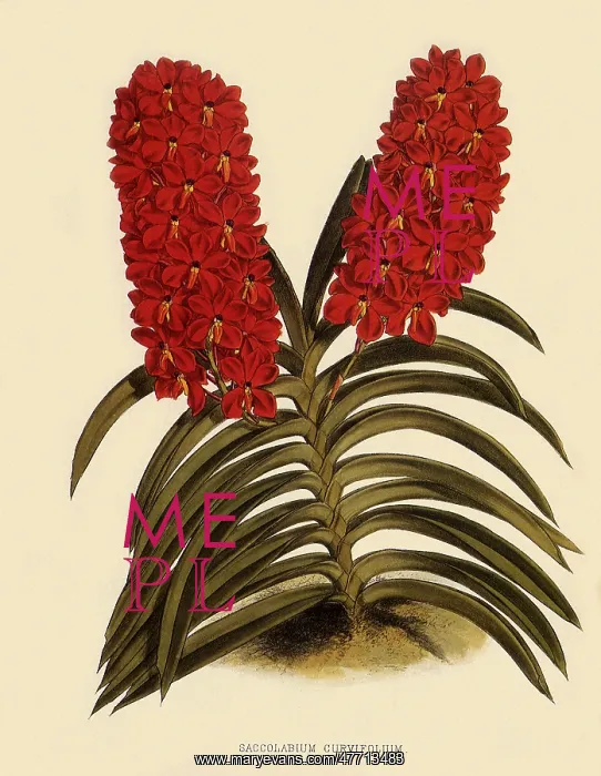  : Saccolabium Curvifolium
