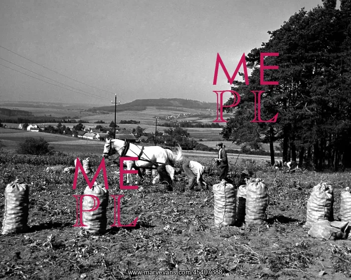: Sacks of potatoes : Sacks of potatoes