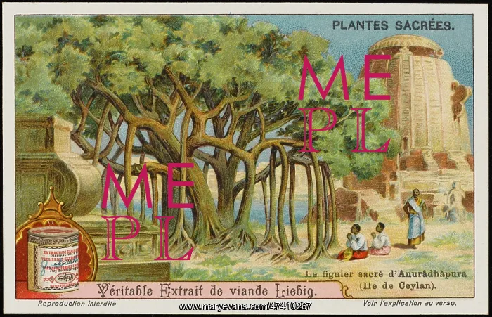 : SACRED BANYAN : SACRED BANYAN