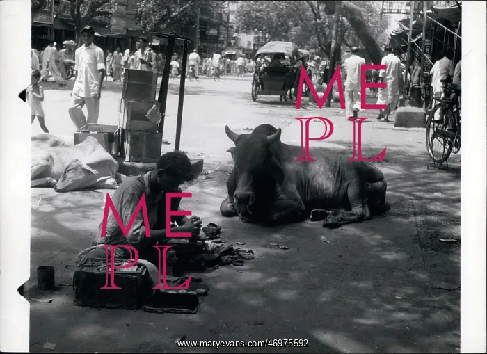: The Sacred Cow : The Sacred Cow