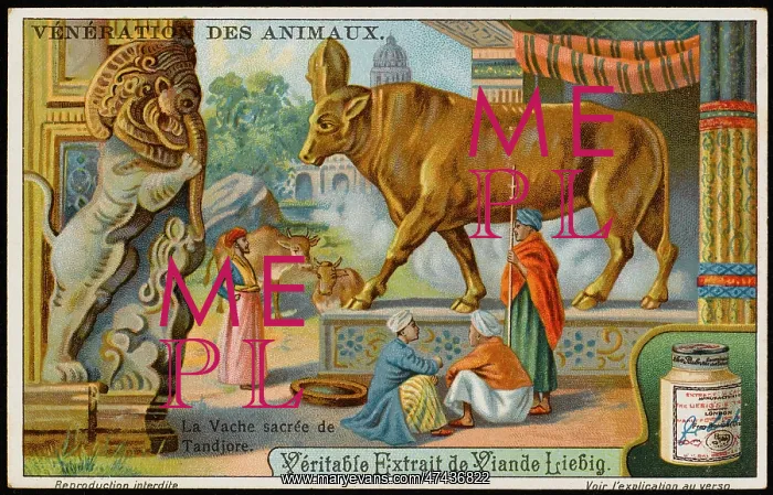 : SACRED COW, TANJORE : SACRED COW, TANJORE