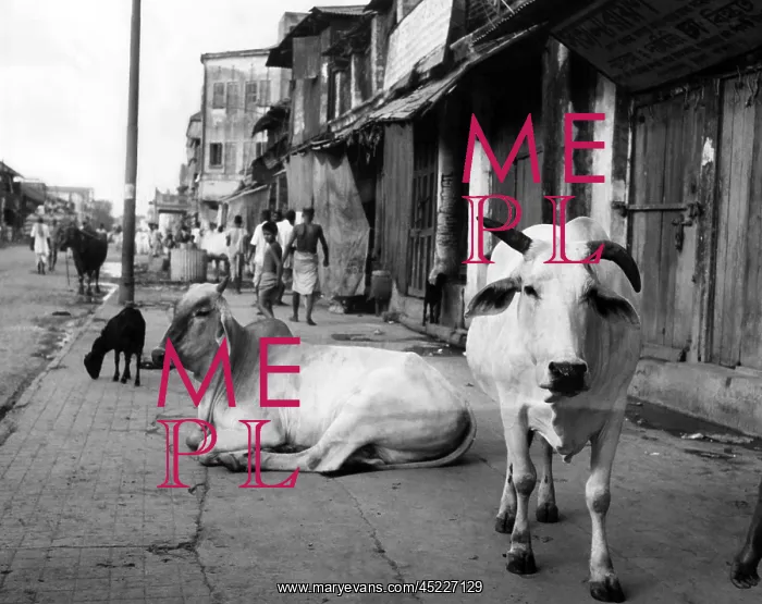 : Two sacred cows shown on a walk in a poorer ? : Two sacred cows shown on a walk in a poorer ?
