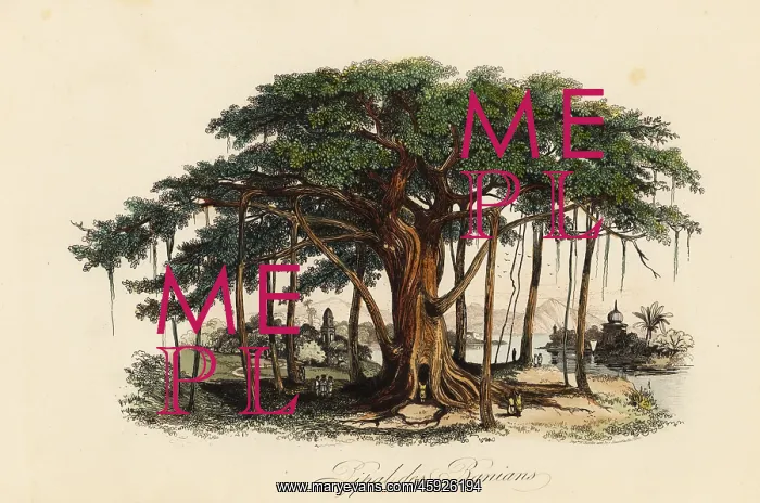 : Sacred fig tree, Ficus religiosa : Sacred fig tree, Ficus religiosa