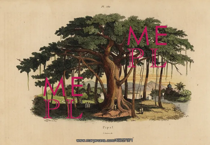 : Sacred fig tree or peepal tree, Ficus religiosa : Sacred fig tree or peepal tree, Ficus religiosa