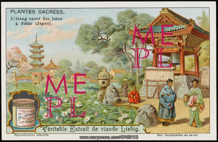 : SACRED LOTUS : SACRED LOTUS