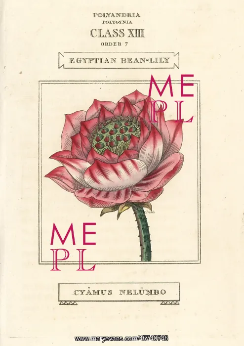 : Sacred lotus, Nelumbo nucifera : Sacred lotus, Nelumbo nucifera