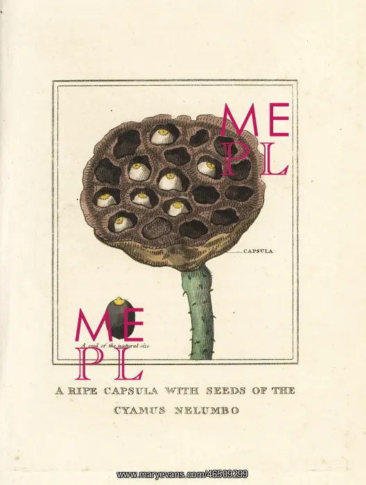 : Sacred lotus, Nelumbo nucifera : Sacred lotus, Nelumbo nucifera