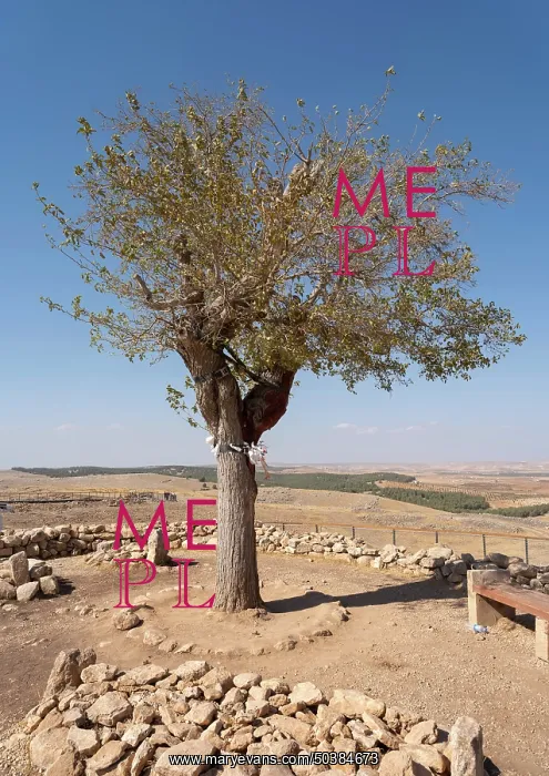 : Sacred tree, Gobekli Tepe, Sanliurfa, Turkey : Sacred tree, Gobekli Tepe, Sanliurfa, Turkey