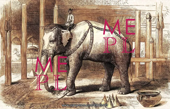 : The Sacred White Elephant : The Sacred White Elephant