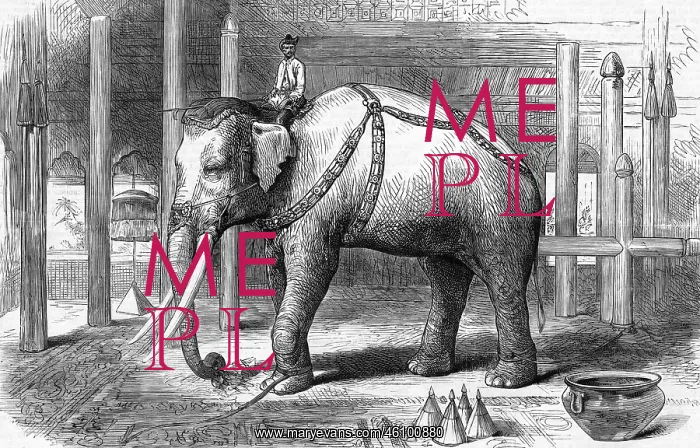  : The Sacred White Elephant