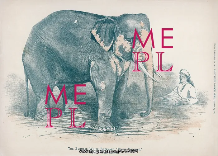 : SACRED WHITE ELEPHANT : SACRED WHITE ELEPHANT