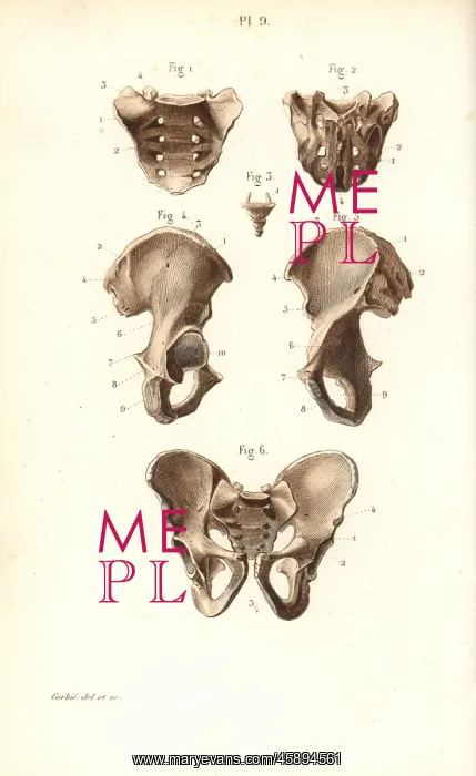 : Sacrum, coccyx and pelvis bones : Sacrum, coccyx and pelvis bones