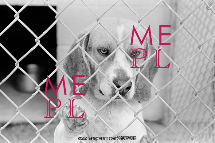  : Sad Beagle Dog Looking Through Chain Link Pound Fence