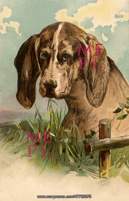 : Sad Beagle Puppy : Sad Beagle Puppy