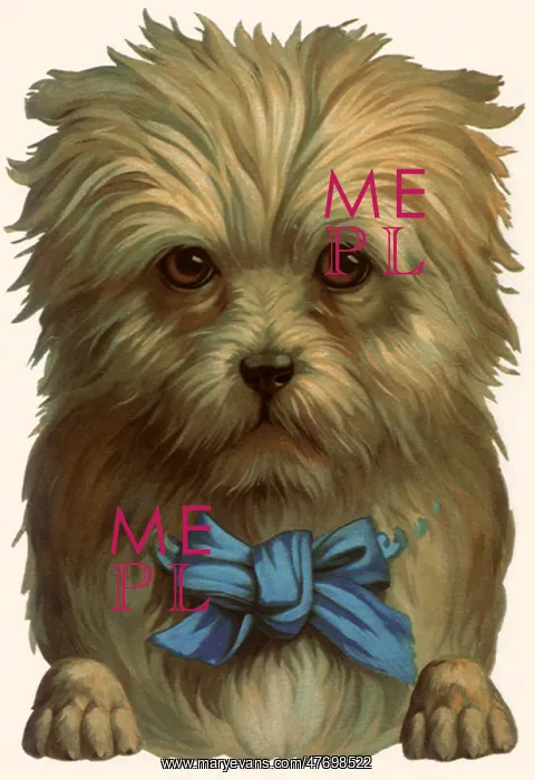 : Sad Dog with Blue Ribbon : Sad Dog with Blue Ribbon