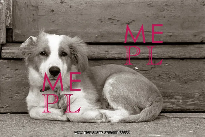  : Sad Dog a Mutt Mixed Breed Lying Huddled by Stairs
