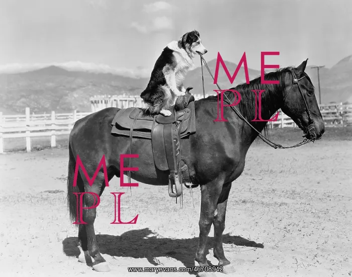 : SADDLE UP : SADDLE UP