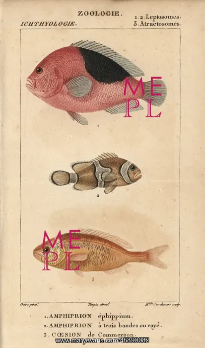 : Saddle anemonefish, three-band anemonefish : Saddle anemonefish, three-band anemonefish