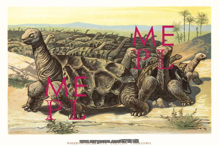 : Saddle-backed Rodrigues giant tortoise, Cylindraspis : Saddle-backed Rodrigues giant tortoise, Cylindraspis