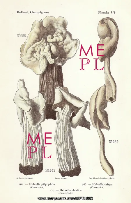 : Saddle mushrooms : Saddle mushrooms