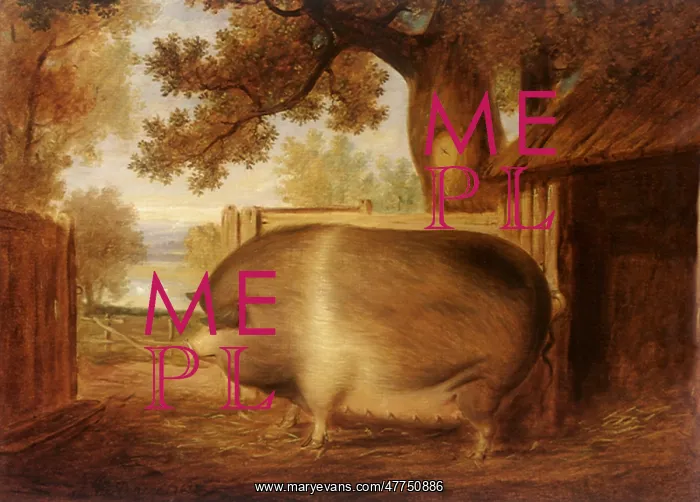  : Saddle Back Sow