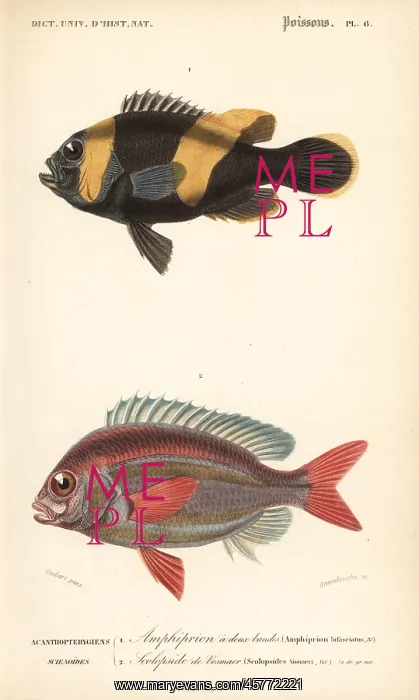 : Saddleback clownfish and whitecheek monocle bream : Saddleback clownfish and whitecheek monocle bream