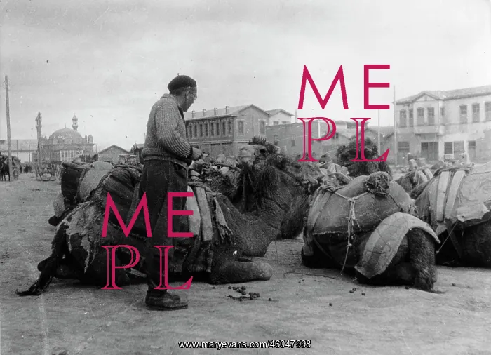: Saddled camels : Saddled camels