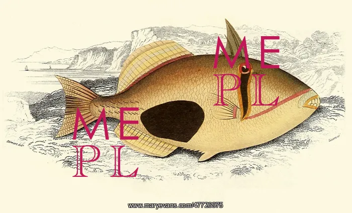  : Saddled Triggerfish, Rhinecanthus verrucosus