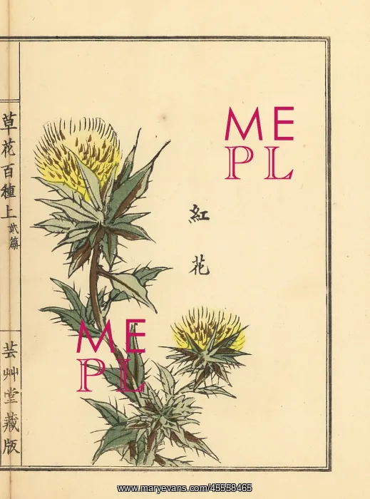 : Safflower, Carthamus tinctorius : Safflower, Carthamus tinctorius