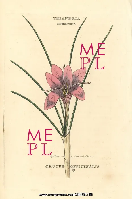 : Saffron or autumnal crocus, Crocus officinalis : Saffron or autumnal crocus, Crocus officinalis