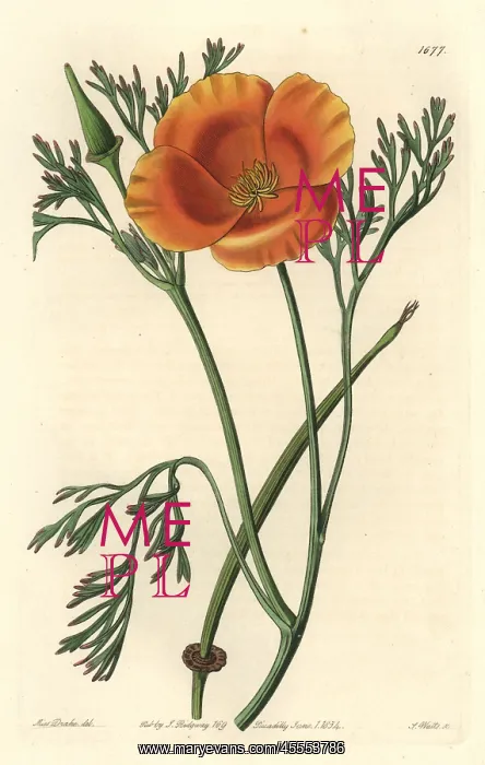 : Saffron-coloured eschscholtzia, Eschscholtzia crocea : Saffron-coloured eschscholtzia, Eschscholtzia crocea