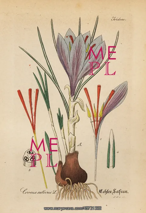: Saffron crocus, Crocus sativa : Saffron crocus, Crocus sativa