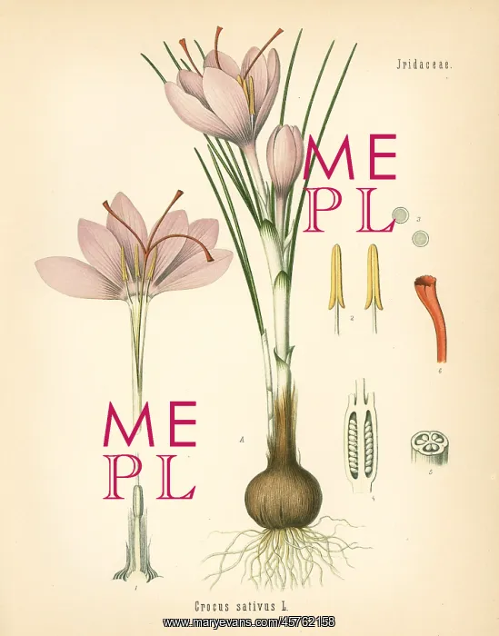 : Saffron crocus, Crocus sativus : Saffron crocus, Crocus sativus